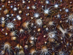 Anthozoan, Bare Island by Doug Anderson 